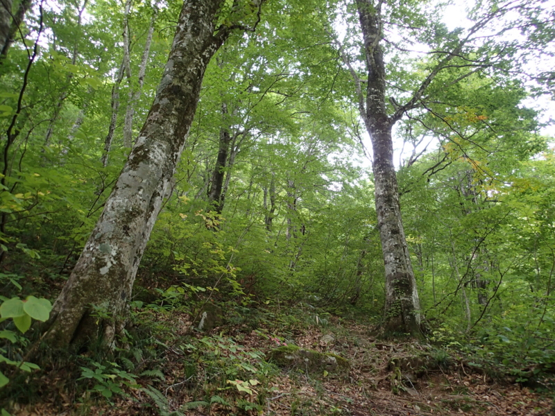 f:id:s-field0808:20141002195009j:image:w360