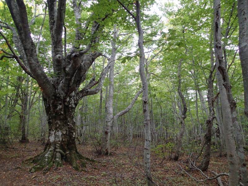 f:id:s-field0808:20141009121704j:image:w360