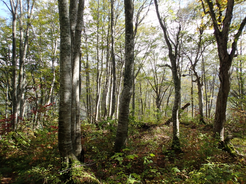 f:id:s-field0808:20141016124654j:image:w360