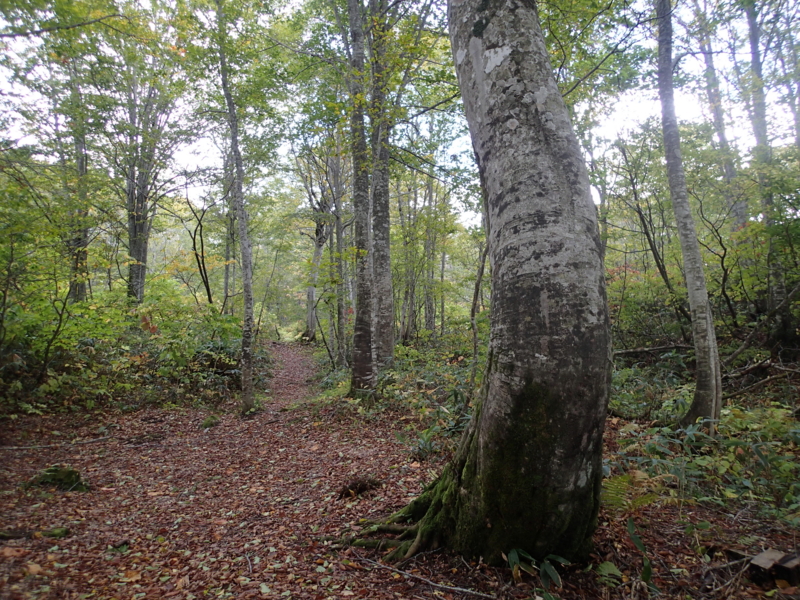 f:id:s-field0808:20141016130227j:image:w360