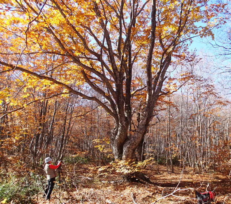 f:id:s-field0808:20141027181549j:image:w360