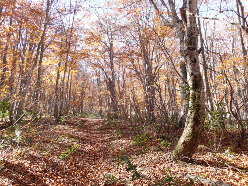f:id:s-field0808:20141027182114j:image:w360