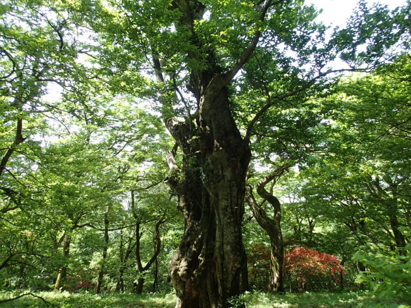 f:id:s-field0808:20150515193833j:image:w360 f:id:s-field0808:20150515193833j:image:w360