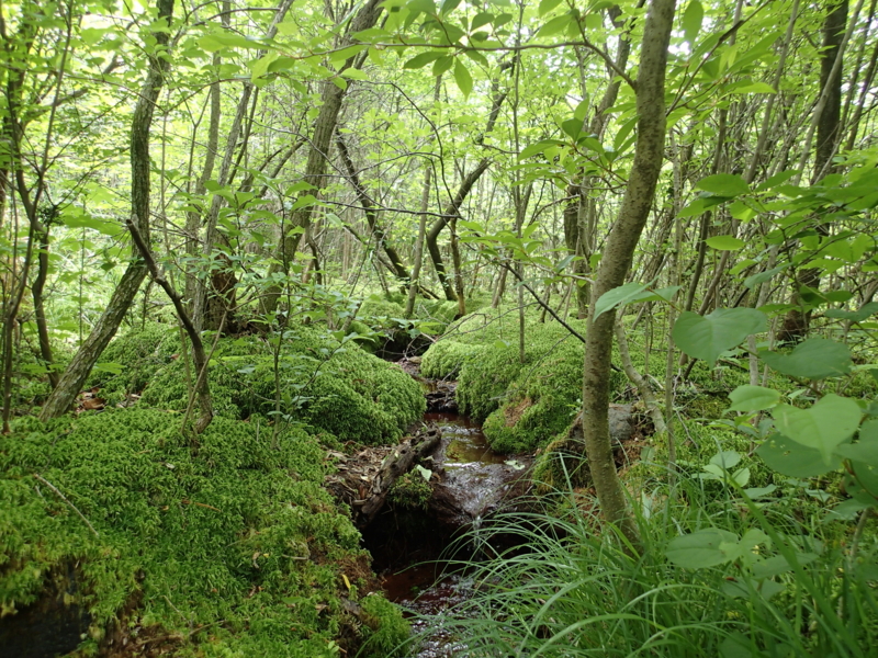 f:id:s-field0808:20150604193838j:image:w360 f:id:s-field0808:20150604193838j:image:w360