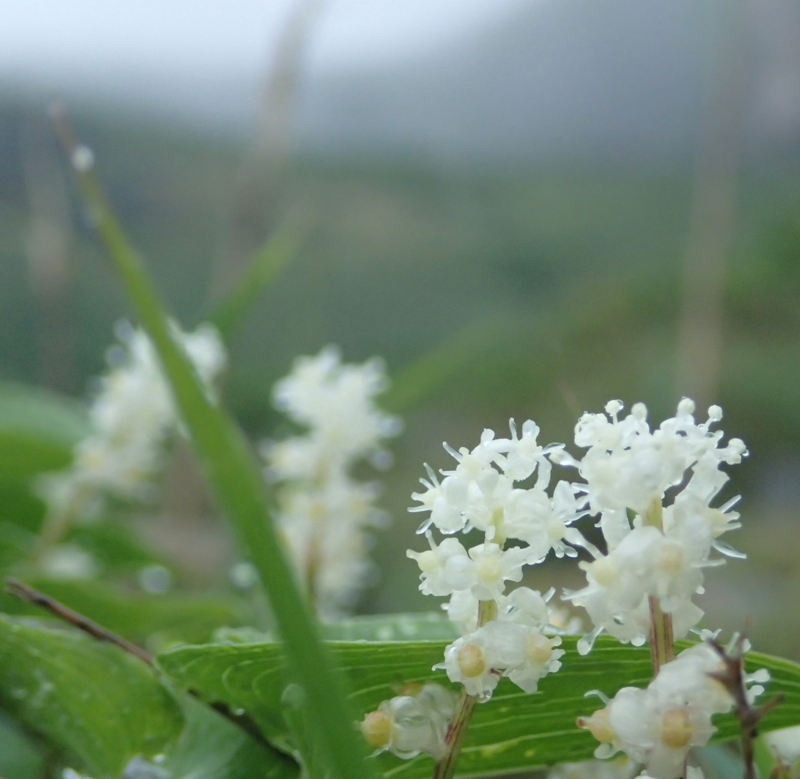 f:id:s-field0808:20150605105813j:image:w360 f:id:s-field0808:20150605105813j:image:w360