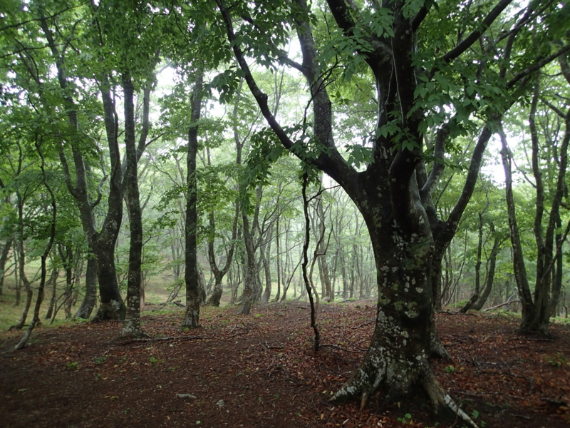 f:id:s-field0808:20150608123122j:image:w360 f:id:s-field0808:20150608123122j:image:w360