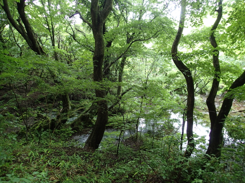 f:id:s-field0808:20150615203029j:image:w360 f:id:s-field0808:20150615203029j:image:w360