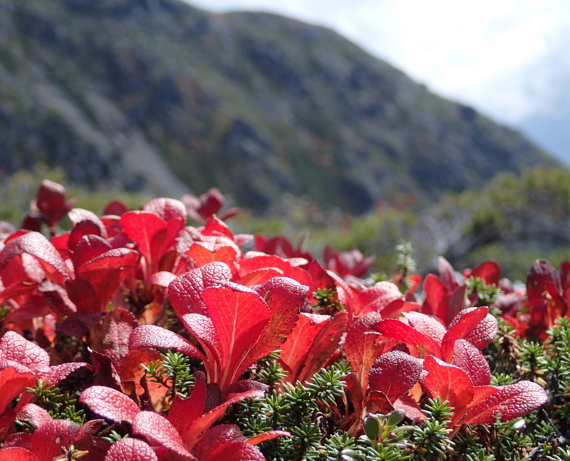 f:id:s-field0808:20151001134144j:image:w360 f:id:s-field0808:20151001134144j:image:w360