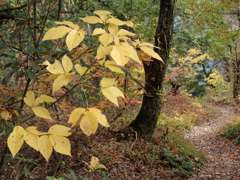 f:id:s-field0808:20151120111152j:image:w360 f:id:s-field0808:20151120111152j:image:w360