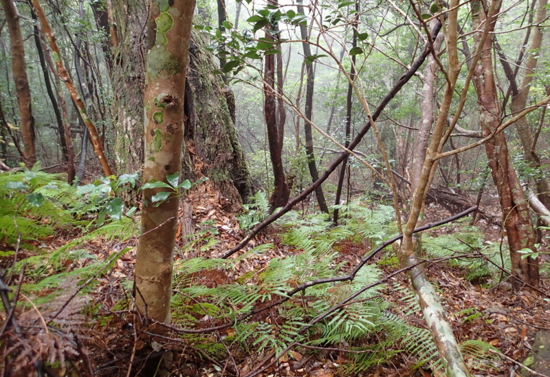 f:id:s-field0808:20151217111909j:image:w360