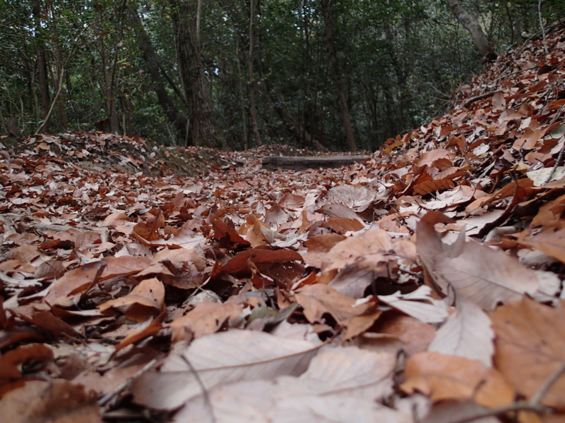 f:id:s-field0808:20151224124717j:image:w360
