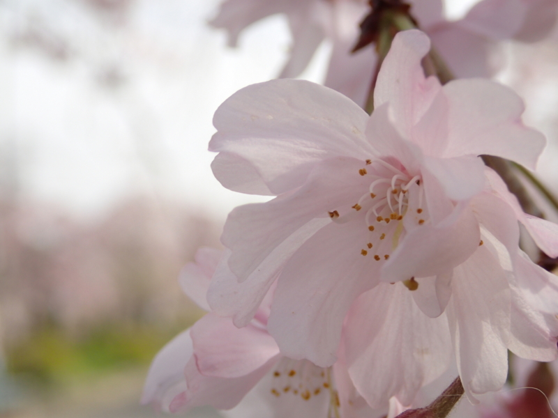 f:id:s-field0808:20160409173351j:image:w360