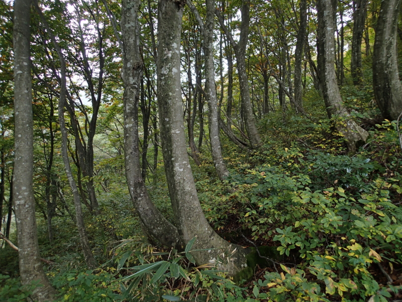 f:id:s-field0808:20161021100725j:image:w360