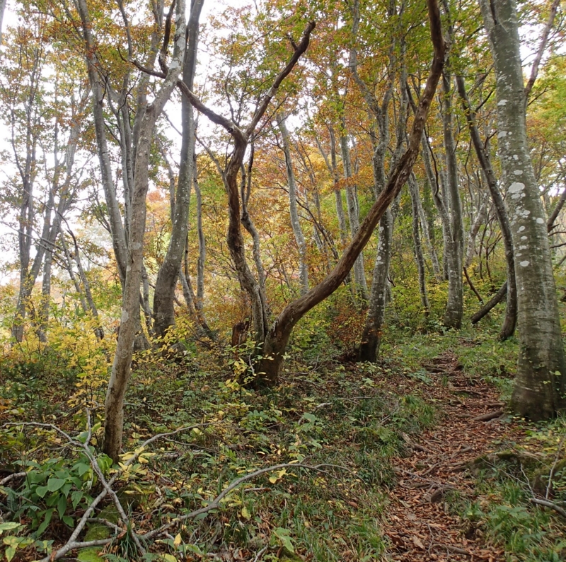 f:id:s-field0808:20161025093823j:image:w360