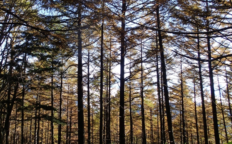 f:id:s-field0808:20161028123546j:image:w360