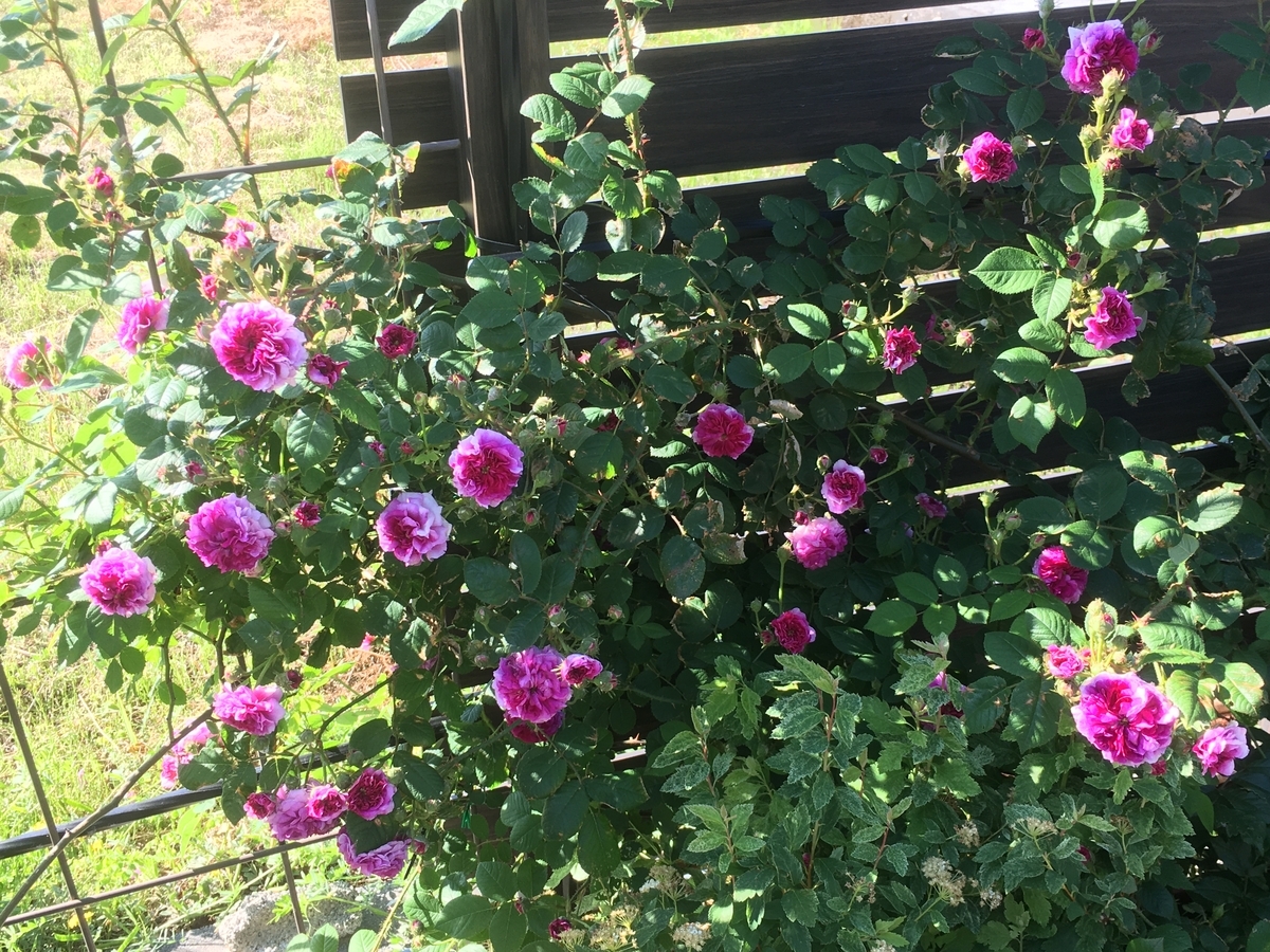 ピエールドゥロンサールが2分咲きです - s-garden's blog