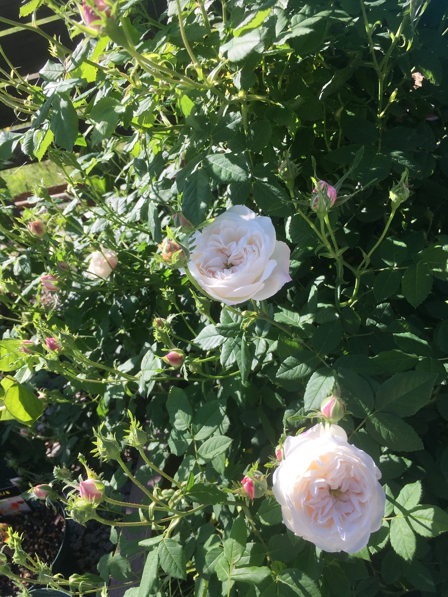 ピエールドゥロンサールが2分咲きです - s-garden's blog