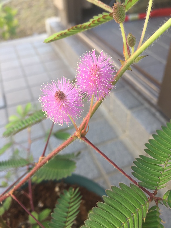 f:id:s-giraffeman:20190812084752j:plain