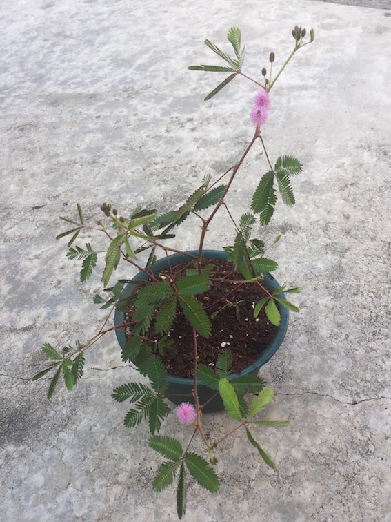 f:id:s-giraffeman:20190812084829j:plain
