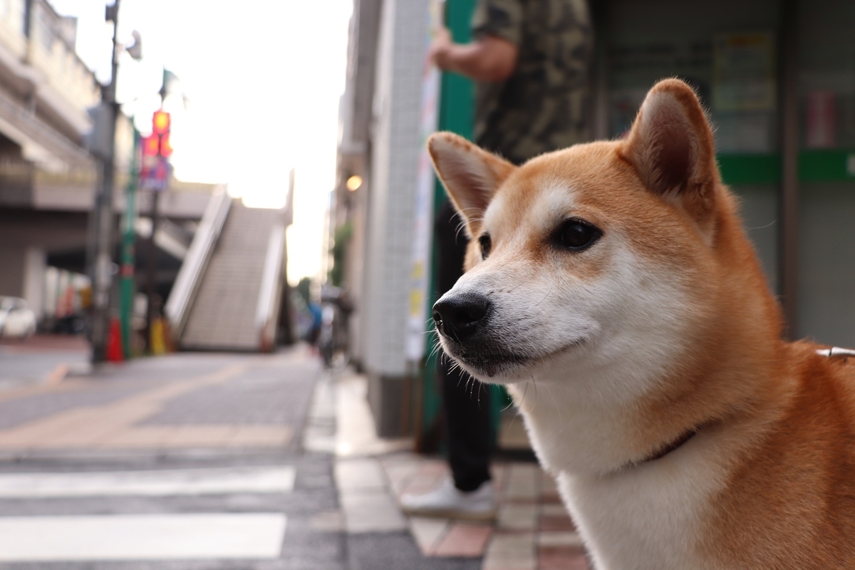 f:id:s-giraffeman:20220207193906j:plain