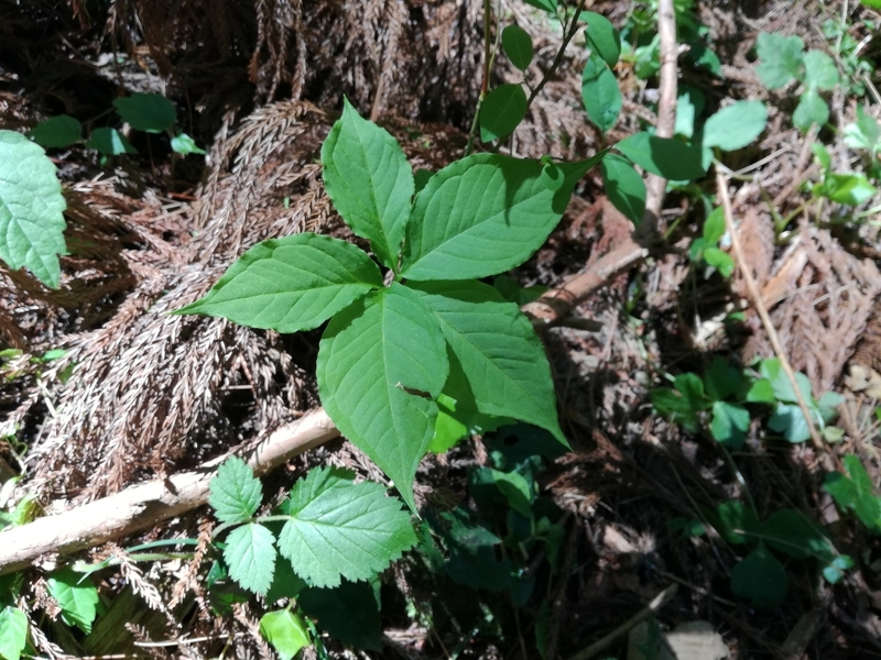 f:id:s-hua:20190504164721j:plain f:id:s-hua:20190504164721j:plain