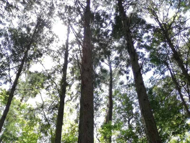 f:id:s-hua:20190504170855j:plain f:id:s-hua:20190504170855j:plain