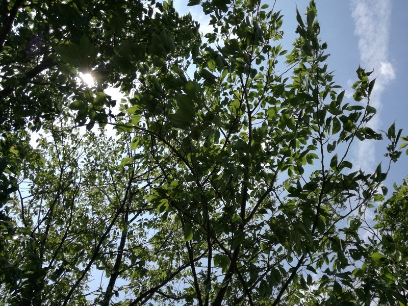 f:id:s-hua:20190604154537j:plain f:id:s-hua:20190604154537j:plain