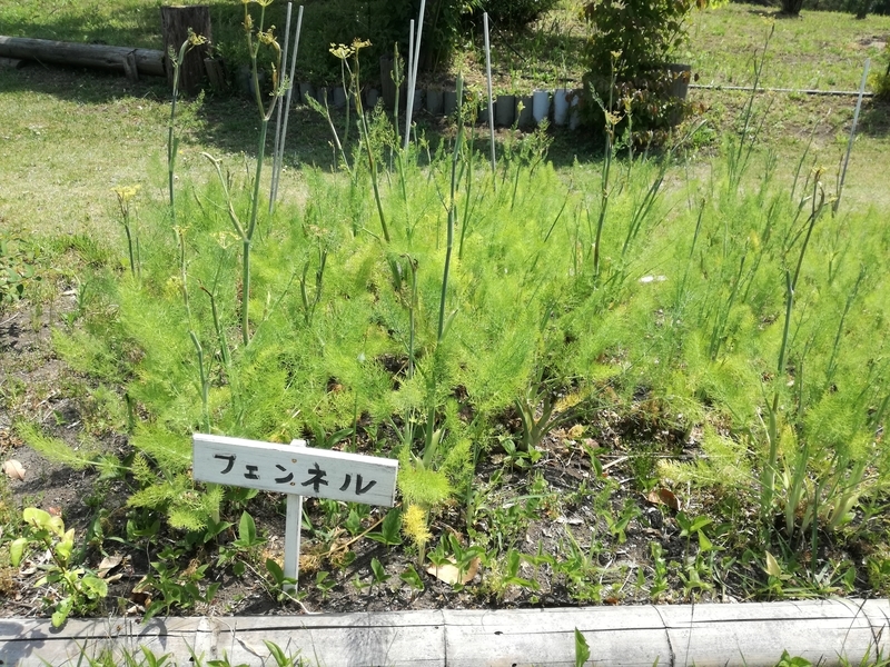 f:id:s-hua:20190604155252j:plain f:id:s-hua:20190604155252j:plain