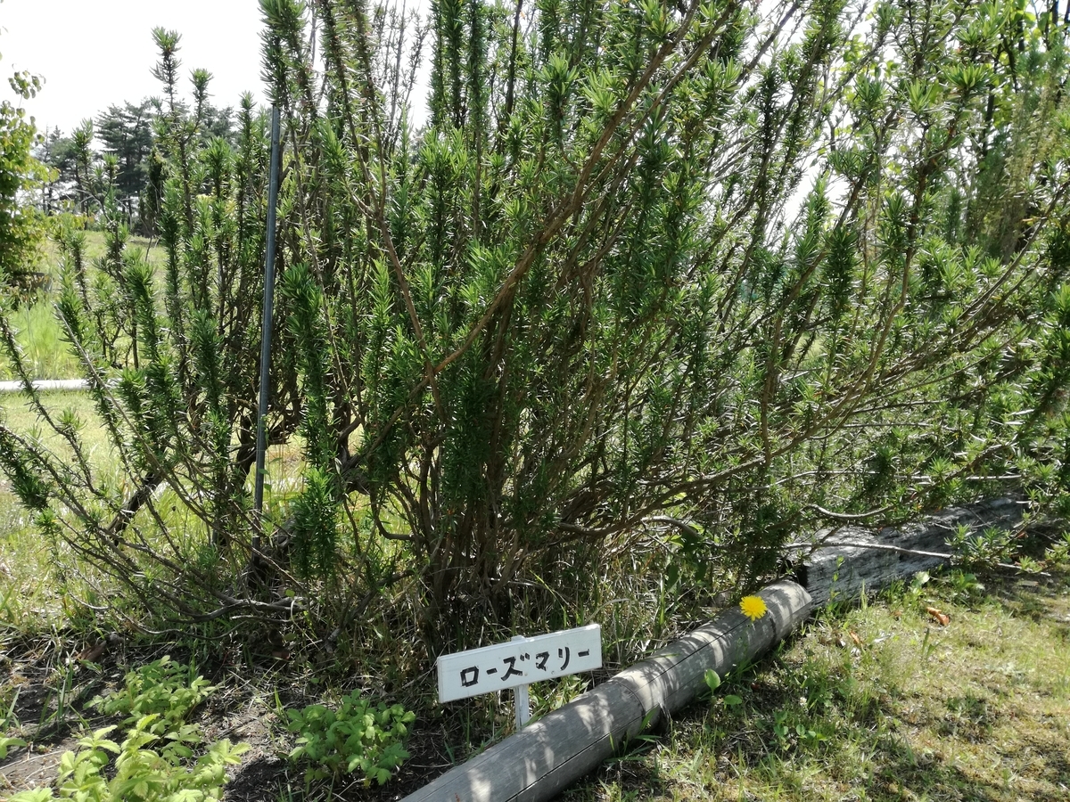 f:id:s-hua:20190604160400j:plain f:id:s-hua:20190604160400j:plain