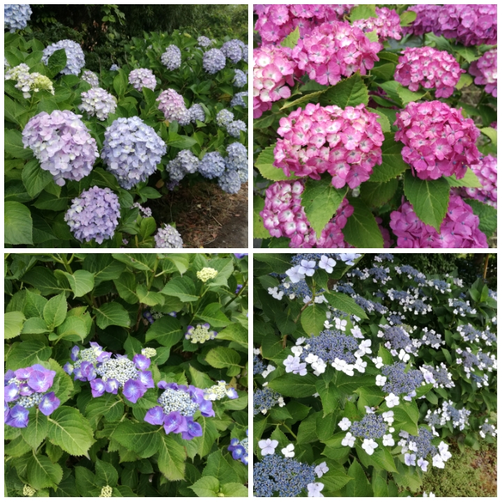 f:id:s-hua:20190619215710j:plain f:id:s-hua:20190619215710j:plain