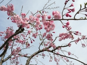 f:id:s-hua:20200403202113j:plain f:id:s-hua:20200403202113j:plain