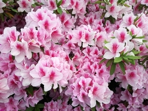f:id:s-hua:20200506205415j:plain f:id:s-hua:20200506205415j:plain