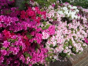 f:id:s-hua:20200506205427j:plain f:id:s-hua:20200506205427j:plain