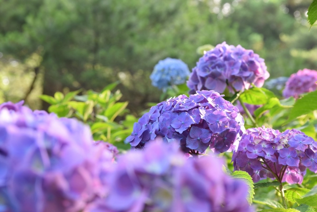 f:id:s-j0430j:20170702143623j:plain f:id:s-j0430j:20170702143623j:plain