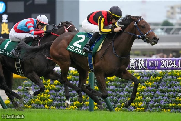 ブラウンラチェット