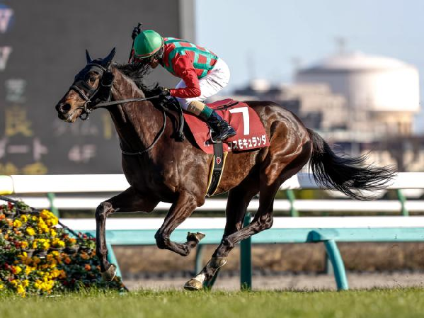 コスモキュランダ