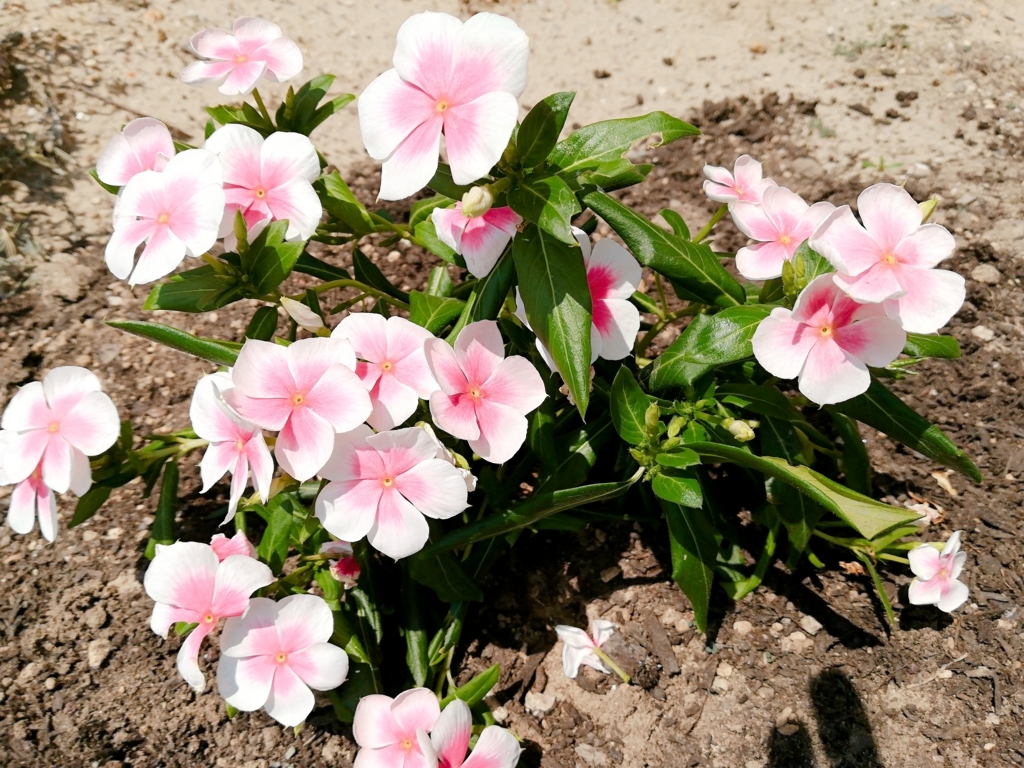 f:id:s-kumakuma:20180723211849j:plain