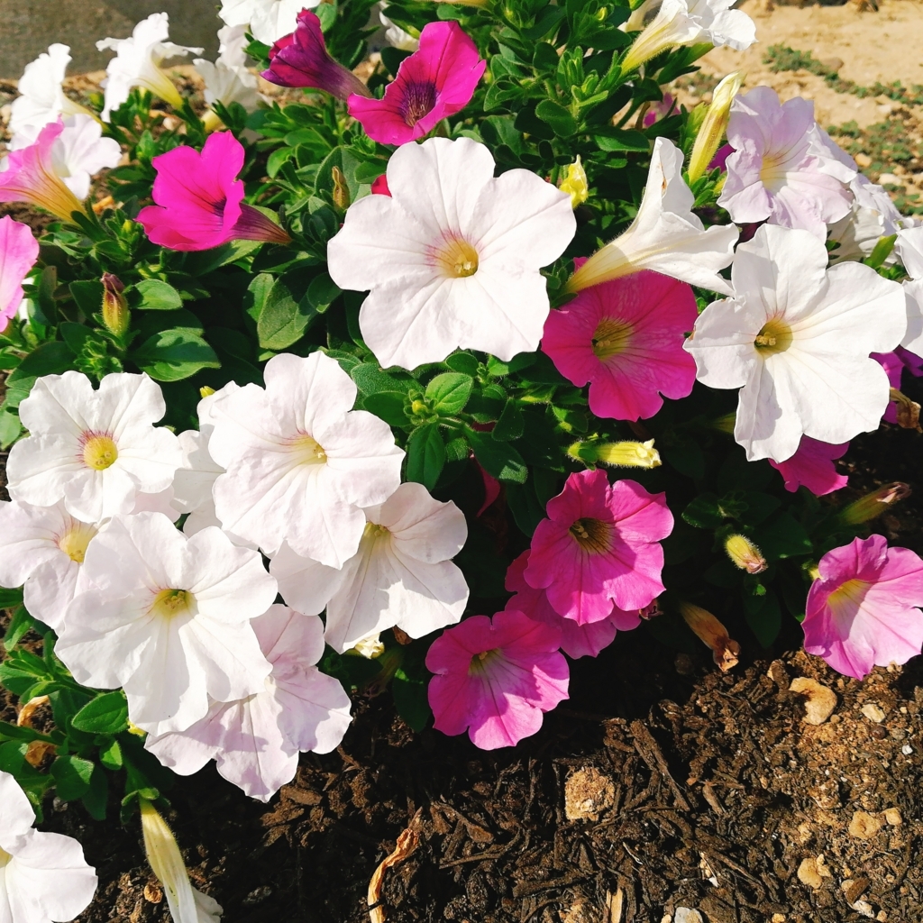 f:id:s-kumakuma:20180724221430j:plain