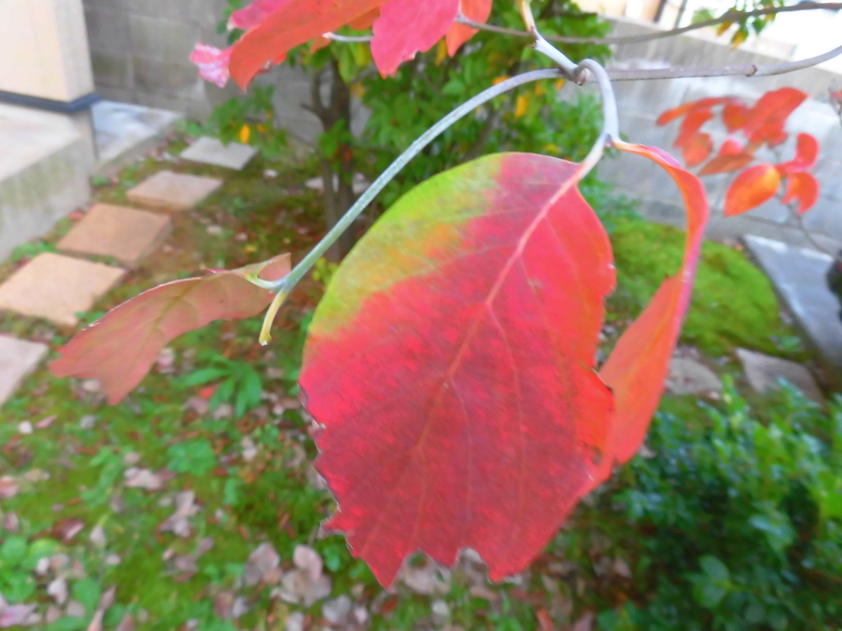 f:id:s-kumakuma:20191114211614j:plain f:id:s-kumakuma:20191114211614j:plain