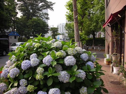 f:id:s-kusamori:20200719001138j:plain f:id:s-kusamori:20200719001138j:plain