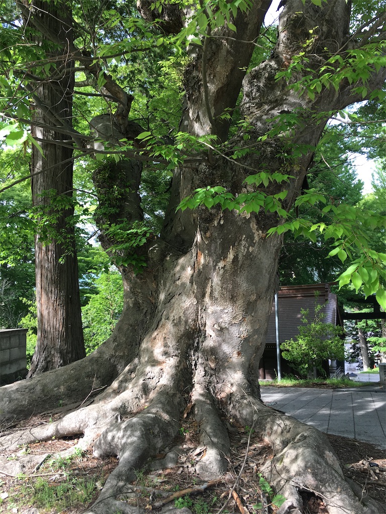 f:id:s-pico:20230528223206j:image f:id:s-pico:20230528223206j:image