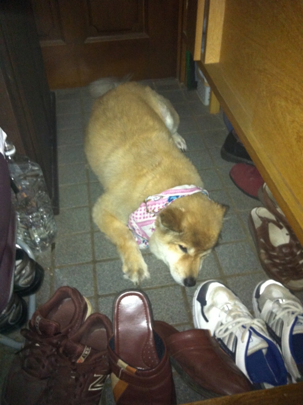 f:id:s-russia:20130713101117j:image