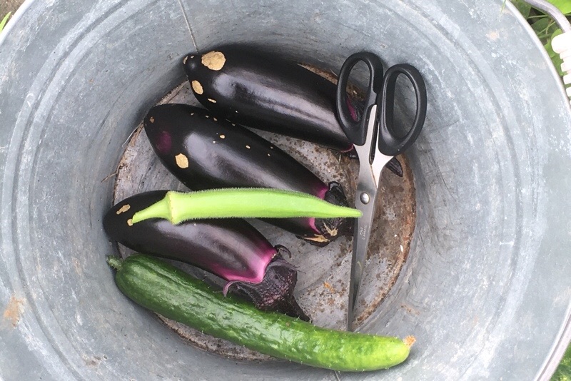 f:id:s-sugisaku:20210705125145j:image