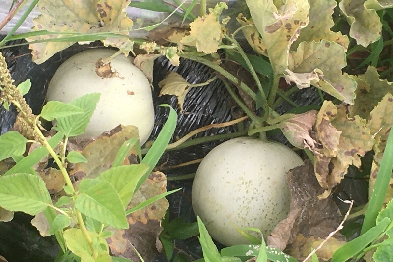 f:id:s-sugisaku:20210705125148j:image