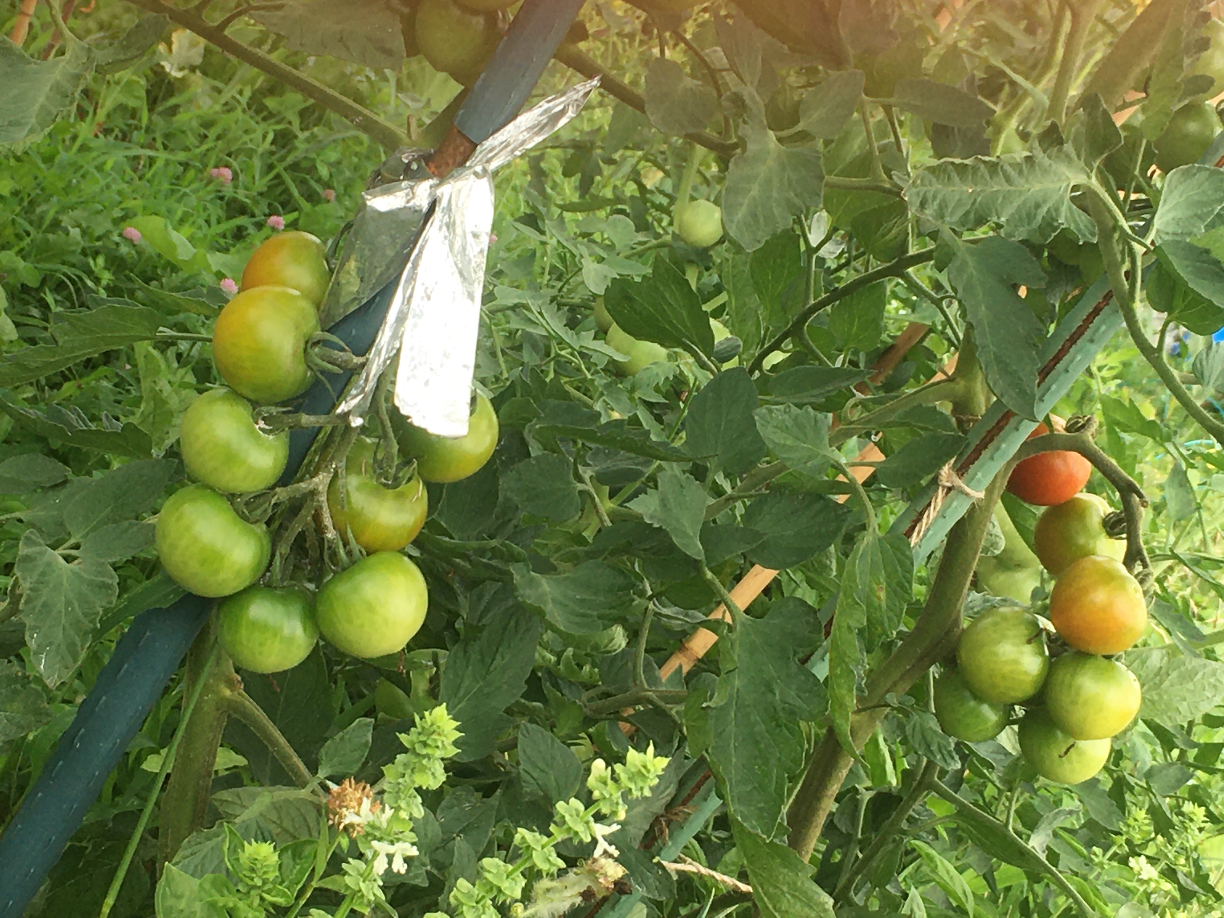 f:id:s-sugisaku:20210705125152j:plain