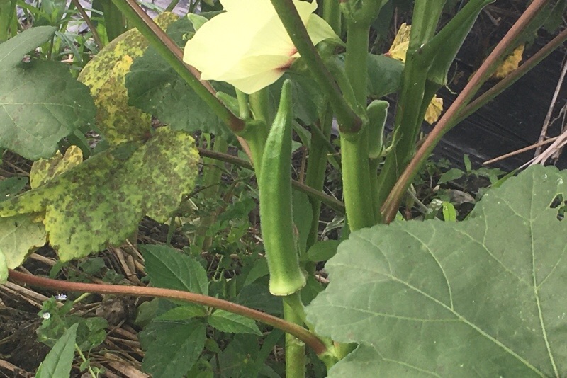 f:id:s-sugisaku:20210705125202j:image