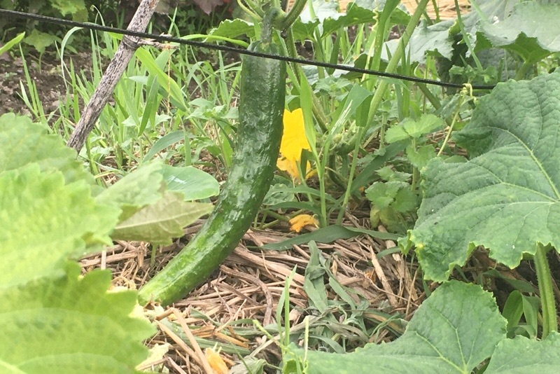 f:id:s-sugisaku:20210705125205j:image