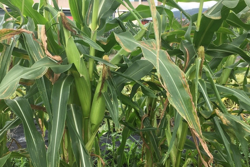 f:id:s-sugisaku:20210705125208j:image