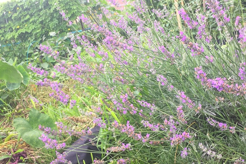 f:id:s-sugisaku:20210705125217j:image