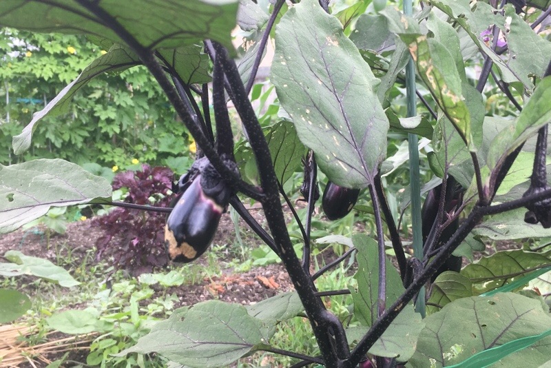 f:id:s-sugisaku:20210705125220j:image